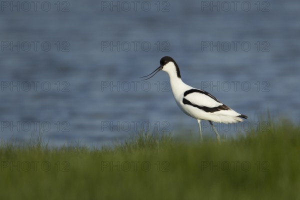 Pied avocet (Recurvirostra avosetta) adult wading bird calling in spring, England, United Kingdom