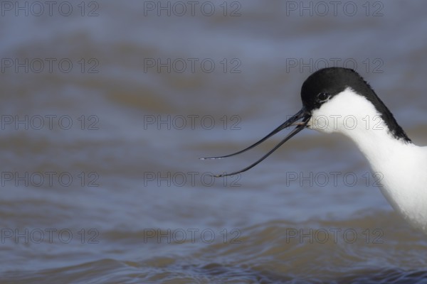 Pied avocet (Recurvirostra avosetta) adult wading bird calling on a lagoon, RSPB Titchwell nature reserve, Norfolk, England, United Kingdom