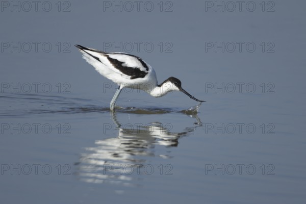 Pied avocet (Recurvirostra avosetta) adult wading bird feeding in a shallow lagoon, RSPB Frampton marsh nature reserve, Lincolnshire, England, United Kingdom