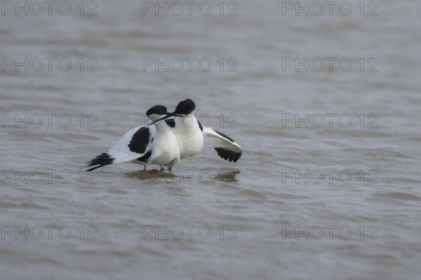 Pied avocet (Recurvirostra avosetta) two adult wading birds in love courting after mating on a lagoon in spring, RSPB Titchwell nature reserve, Norfolk, England, United Kingdom
