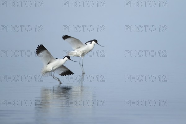 Pied avocet (Recurvirostra avosetta) two adult wading birds in flight landing on a lagoon in spring, RSPB Minsmere nature reserve, Suffolk, England, United Kingdom