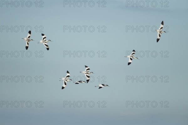 Pied avocet (Recurvirostra avosetta) eight adult wading birds flying in a flock in summer, RSPB Frampton marsh nature reserve, Lincolnshire, England, United Kingdom