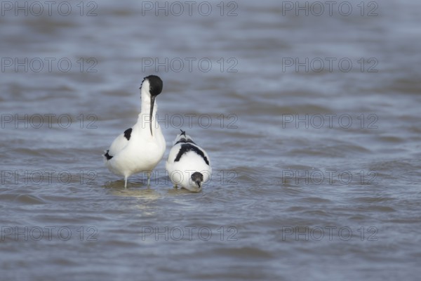 Pied avocet (Recurvirostra avosetta) two adult wading birds in a lagoon with the female bird in submissive pose waiting for the male to mate with her, RSPB Titchwell nature reserve, Norfolk, England, United Kingdom