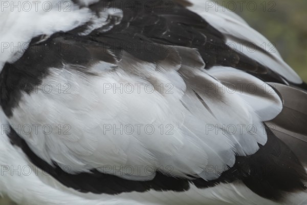 Pied avocet (Recurvirostra avosetta) adult wading bird close up of its wing feathers, England, United Kingdom