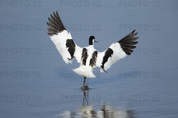 Pied avocet (Recurvirostra avosetta) adult wading bird in flight taking off in summer, RSPB Titchwell nature reserve, Norfolk, England, United Kingdom