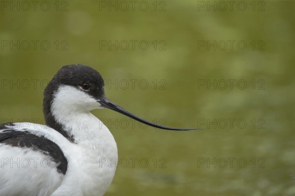 Pied avocet (Recurvirostra avosetta) adult wading bird head portrait, England, United Kingdom