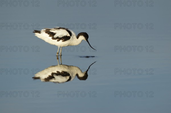 Pied avocet (Recurvirostra avosetta) adult wading bird feeding in a lagoon in summer, RSPB Titchwell nature reserve, Norfolk, England, United Kingdom