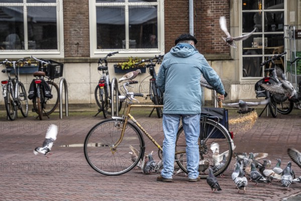 Man feeds pigeons, city pigeons, on the market square of Middelburg, Zeeland, the Netherlands, feeding is prohibited in the city to avoid overpopulation, contamination by bird droppings