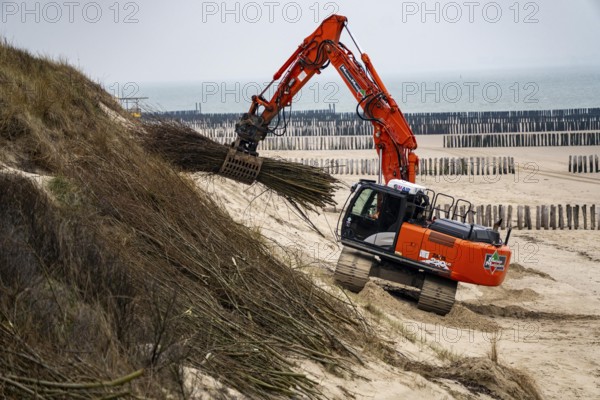 Coastal protection, work on strengthening the dunes with brushwood fences, which are attached to the sand dunes with wooden posts, erosion caused by wind and water is thus slowed down, sand collects on the fine branches and thus strengthens the dune, near Westkapelle, Walcheren Peninsula in the Dutch province of Zeeland