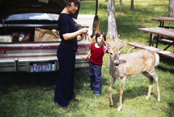 Woman and child with white-tailed deer, Odocoileus virginianus, car with California plate probably on road trip in northwest states, USA 1977