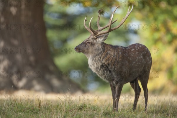 Sika deer (Cervus nippon) adult male stag standing in a woodland clearing in autumn, England, United Kingdom