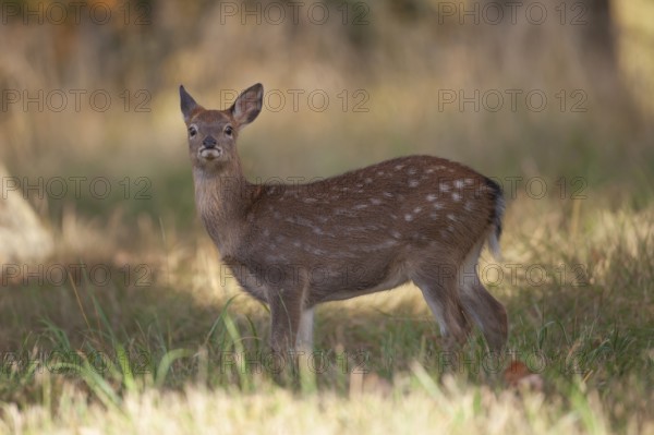 Sika deer (Cervus nippon) juvenile young female doe fawn standing in a woodland clearing in autumn, England, United Kingdom