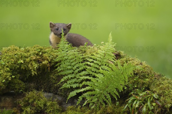 European pine marten (Martes martes) adult mustelid animal on a moss covered stone wall in summer, Scotland, United Kingdom
