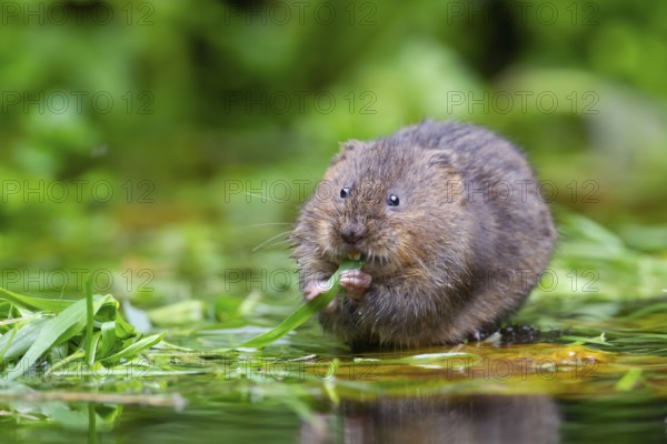 Water vole (Arvicola amphibius) adult rodent animal feeding on reed plant leaves on a pond, England, United Kingdom