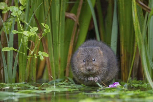 Water vole (Arvicola amphibius) adult rodent animal feeding on plant stems at the edge of a pond, England, United Kingdom