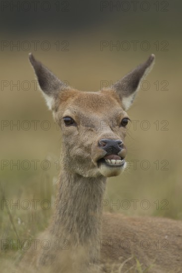 Red deer (Cervus elaphus) adult female hind animal humourously funny sticking its tongue out, England, United Kingdom