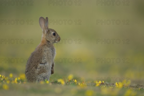 Rabbit (Oryctolagus cuniculus) juvenile baby wild bunny animal amongst yellow wildflowers in grassland in summer, Suffolk, England, United Kingdom