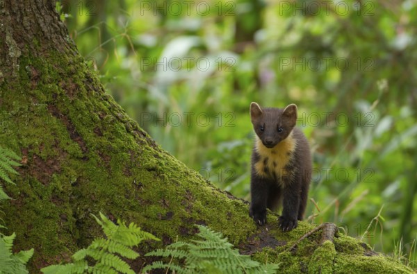 European pine marten (Martes martes) adult mustelid animal on a tree root in a woodland in summer, Scotland, United Kingdom