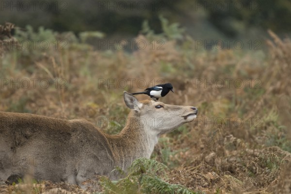 Red deer (Cervus elaphus) adult female hind animal with a Magpie (Pica pica) bird on its head in autumn, England, United Kingdom