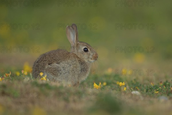 Rabbit (Oryctolagus cuniculus) juvenile baby wild bunny animal resting on grassland in summer, Suffolk, England, United Kingdom