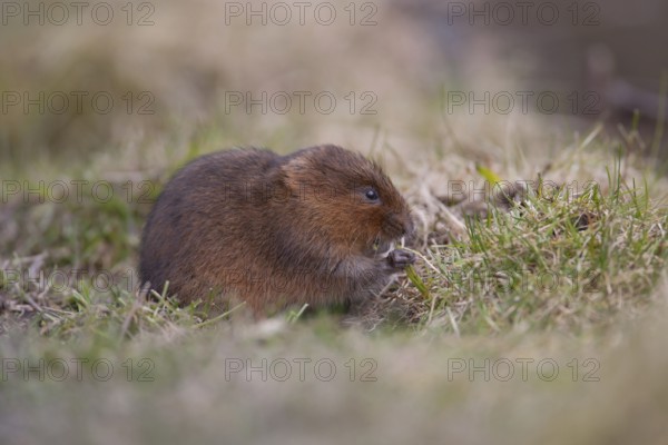 Water vole (Arvicola amphibius) adult rodent animal feeding on a river bank, England, United Kingdom