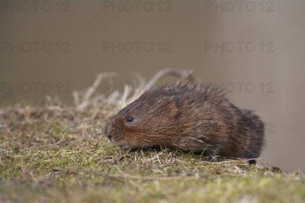 Water vole (Arvicola amphibius) adult rodent animal searching for food on a river bank, England, United Kingdom