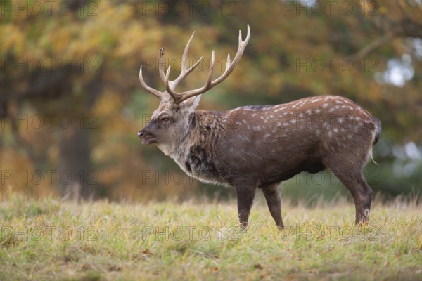Sika deer (Cervus nippon) adult male stag roaring during the rutting season in a woodland clearing in autumn, England, United Kingdom