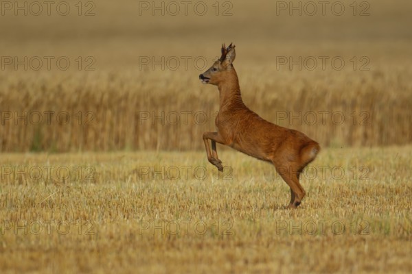 Roe deer (Capreolus capreolus) adult male roebuck buck animal running in a farmland stubble field in summer, Norfolk, England, United Kingdom