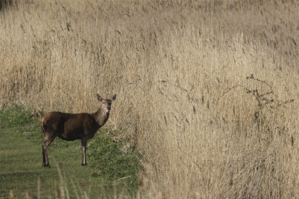Red deer (Cervus elaphus) adult female hind animal standing on a grass path through a reedbed, RSPB Minsmere nature reserve, Suffolk, England, United Kingdom