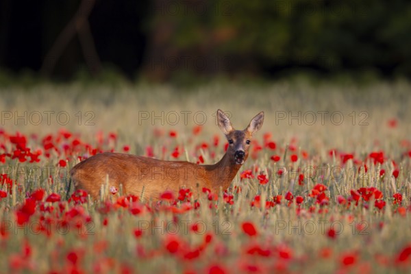 Roe deer (Capreolus capreolus) adult female doe animal feeding on a poppy flower in a farmland cereal field in summer, Suffolk, England, United Kingdom