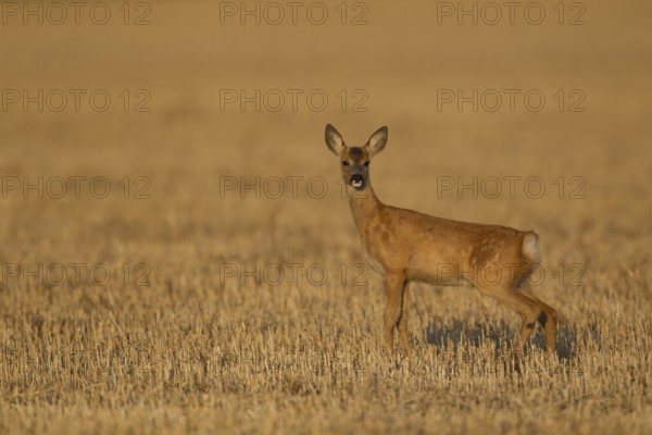 Roe deer (Capreolus capreolus) juvenile female doe fawn animal in a farmland stubble field in summer, Suffolk, England, United Kingdom