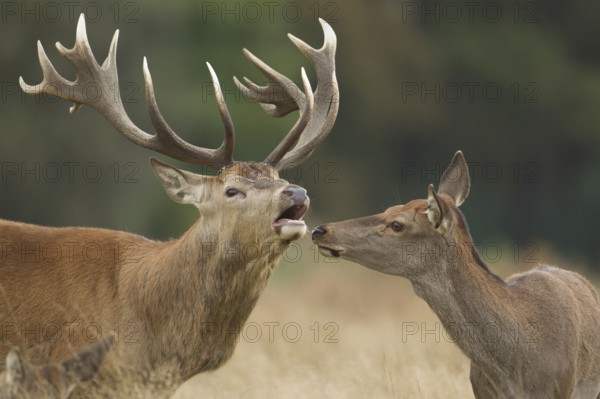 Red deer (Cervus elaphus) adult male stag animal roaring during the rutting season with a female hind looking on in autumn, England, United Kingdom