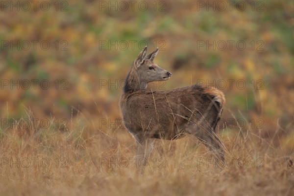 Red deer (Cervus elaphus) juvenile female hind fawn animal standing on in grassland in autumn, England, United Kingdom