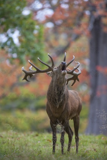 Red deer (Cervus elaphus) adult male stag animal roaring during the rutting season in autumn, England, United Kingdom