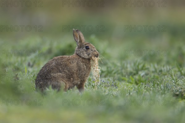 Rabbit (Oryctolagus cuniculus) adult wild bunny animal carrying grass in its mouth for nesting or bedding material for its burrow in spring, Suffolk, England, United Kingdom