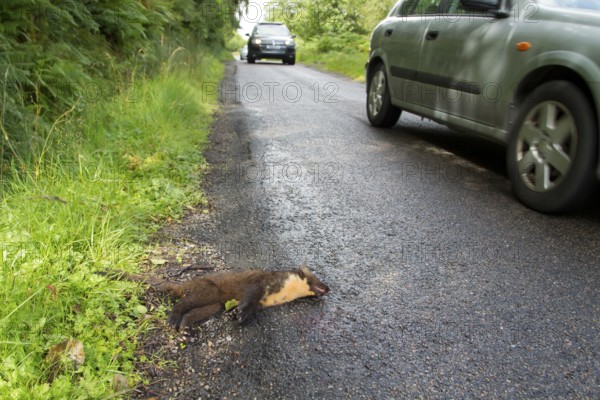 European pine marten (Martes martes) adult mustelid animal dead on a road with cars driving along in summer, Scotland, United Kingdom