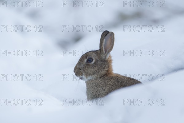 Rabbit (Oryctolagus cuniculus) adult wild bunny animal in snow in winter, England, United Kingdom