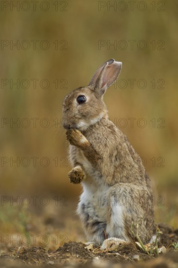 Rabbit (Oryctolagus cuniculus) adult wild bunny animal washing its foot in summer, Norfolk, England, United Kingdom
