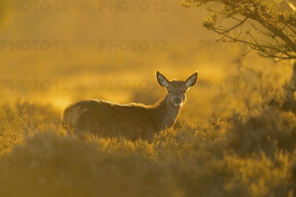 Red deer (Cervus elaphus) juvenile female hind fawn animal standing in heathland at sunset, England, United Kingdom
