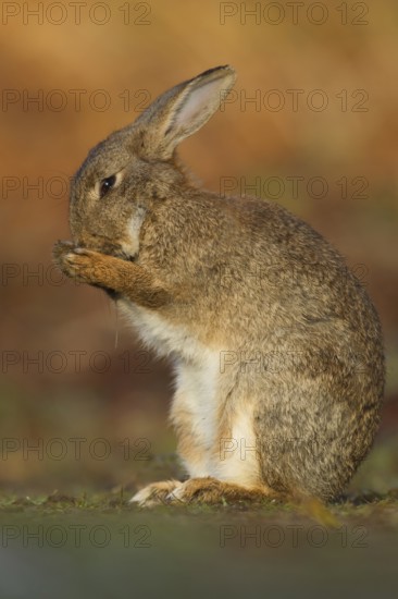 Rabbit (Oryctolagus cuniculus) adult wild bunny animal washing its face in spring, Suffolk, England, United Kingdom