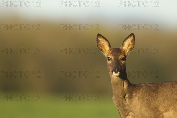 Roe deer (Capreolus capreolus) adult female doe animal head portrait in spring, Norfolk, England, United Kingdom