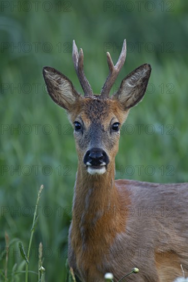 Roe deer (Capreolus capreolus) adult male roebuck buck animal head portrait in summer, Suffolk, England, United Kingdom