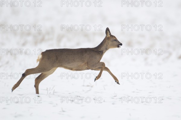 Roe deer (Capreolus capreolus) adult female doe animal running across a snow covered field in winter, Suffolk, England, United Kingdom