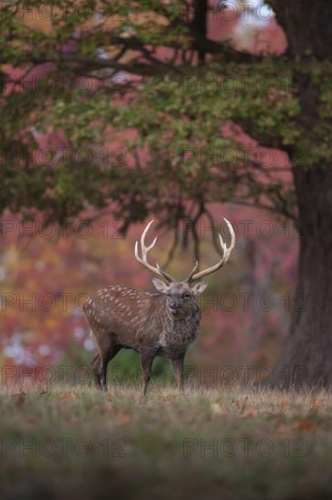 Sika deer (Cervus nippon) adult male stag roaring during the rutting season in a woodland clearing in autumn, England, United Kingdom