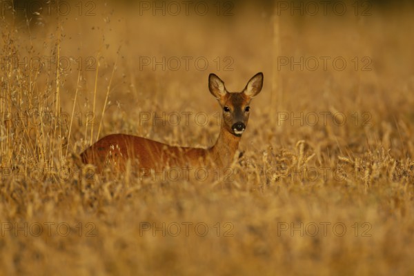 Roe deer (Capreolus capreolus) adult female doe animal standing in a farmland cereal field in summer, Suffolk, England, United Kingdom