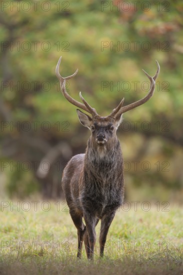 Sika deer (Cervus nippon) adult male stag standing in a woodland clearing in autumn, England, United Kingdom