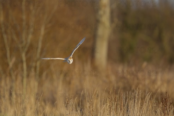 Barn owl (Tyto alba) adult bird hunting in flight, England, United Kingdom