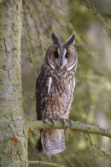 Long eared owl (Asio otus) adult bird on a pine tree branch in a woodland, England, United Kingdom