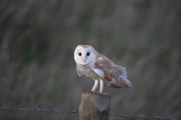 Barn owl (Tyto alba) adult bird on a fence post, England, United Kingdom