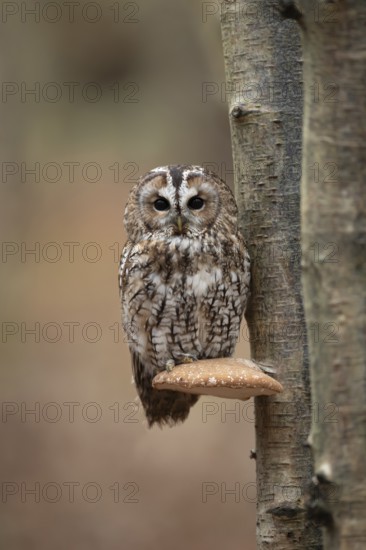 Tawny owl (Strix aluco) adult bird resting on a Bracket fungi on a Silver birch tree in a woodland in autumn, England, United Kingdom
